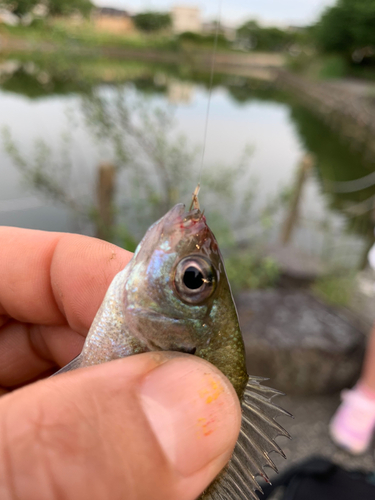 ブルーギルの釣果