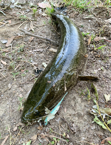 ライギョの釣果