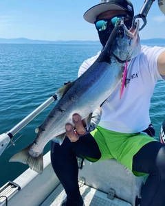 ビワマスの釣果