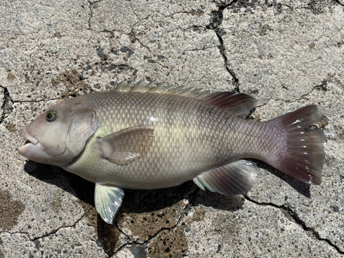 コブダイの釣果