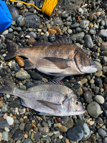 クロダイの釣果