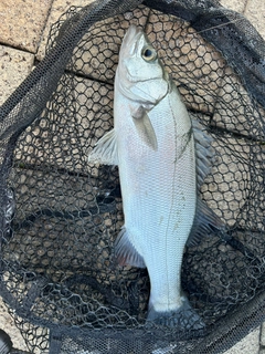 スズキの釣果