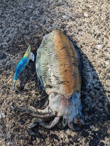 モンゴウイカの釣果