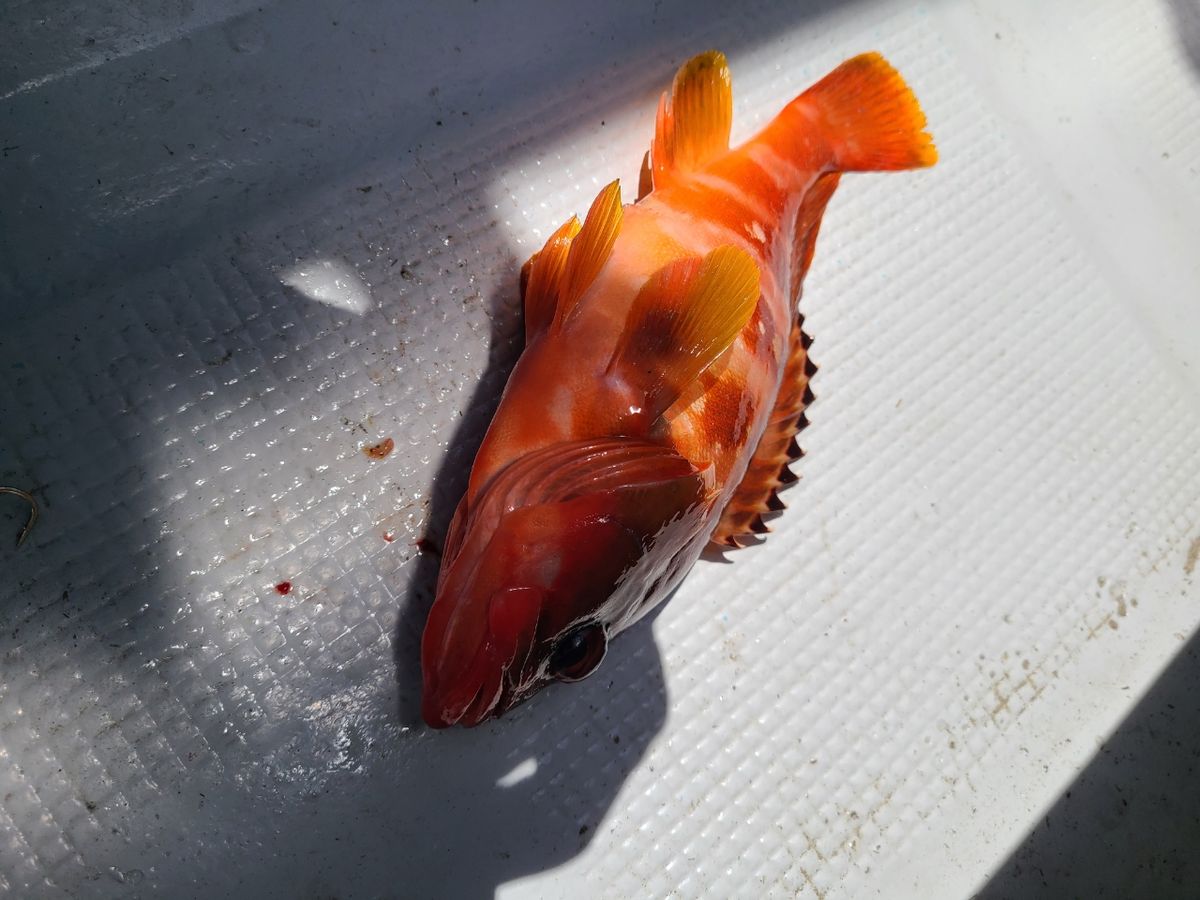 4人の子持ちさんの釣果 1枚目の画像