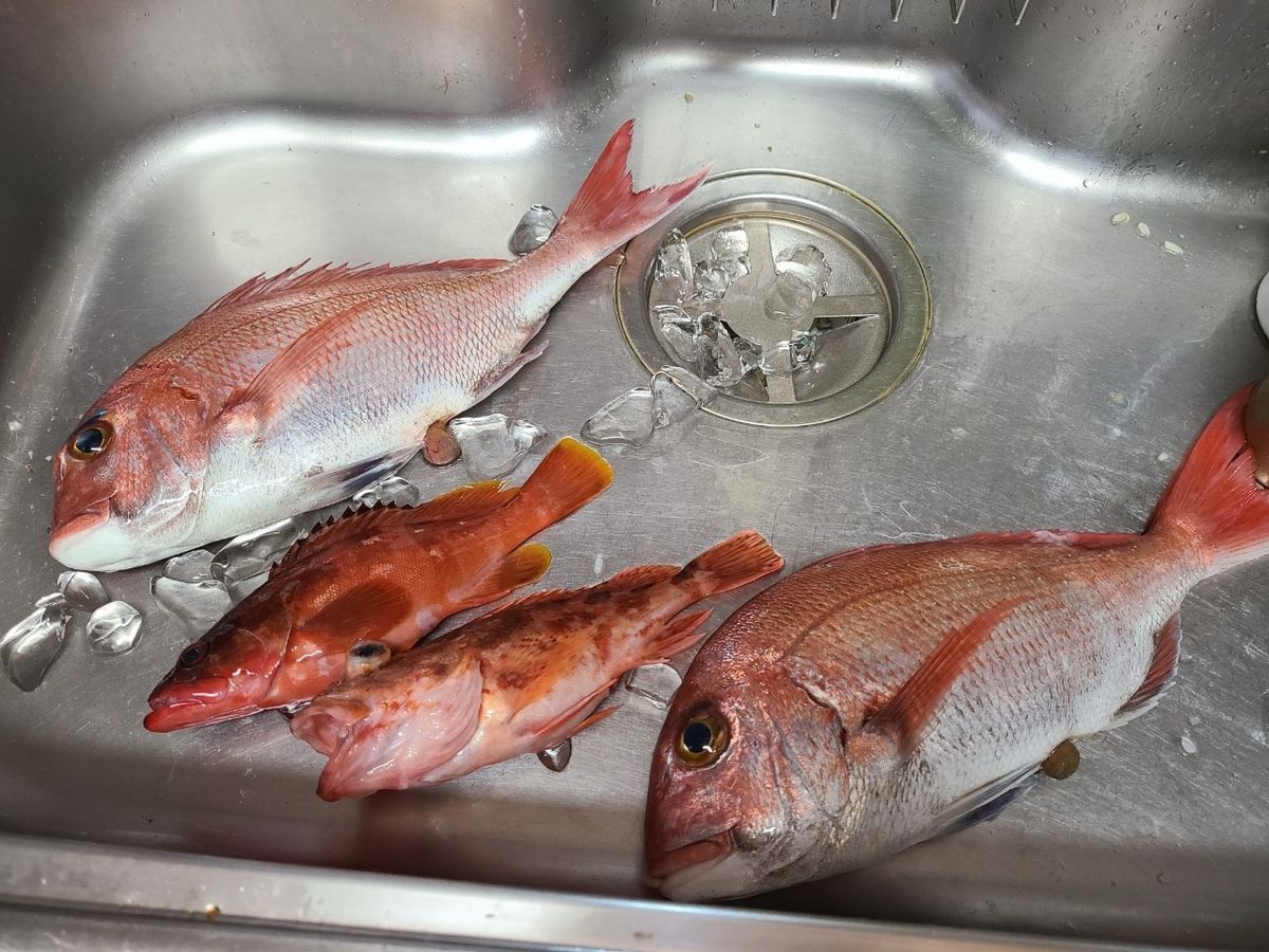 4人の子持ちさんの釣果 2枚目の画像