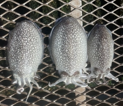 シリヤケイカの釣果