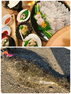 ヒラメの釣果