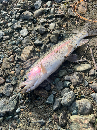 ニジマスの釣果