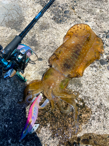 アオリイカの釣果