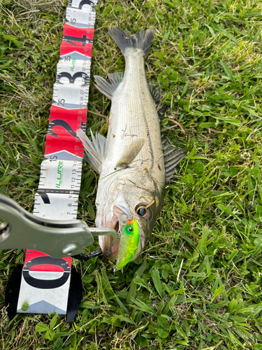 シーバスの釣果