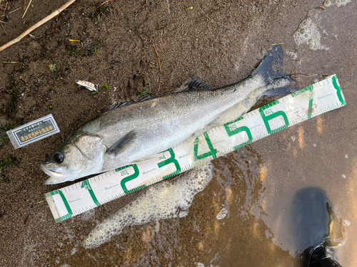 シーバスの釣果