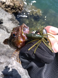 カサゴの釣果