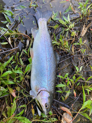 ニジマスの釣果