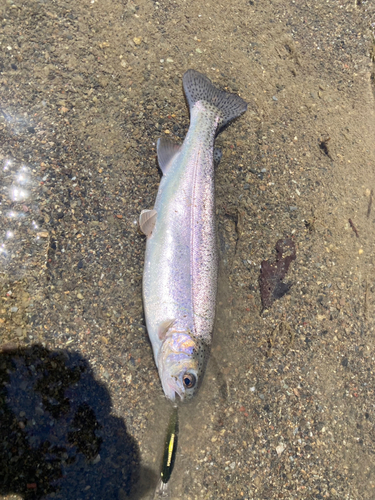 ニジマスの釣果