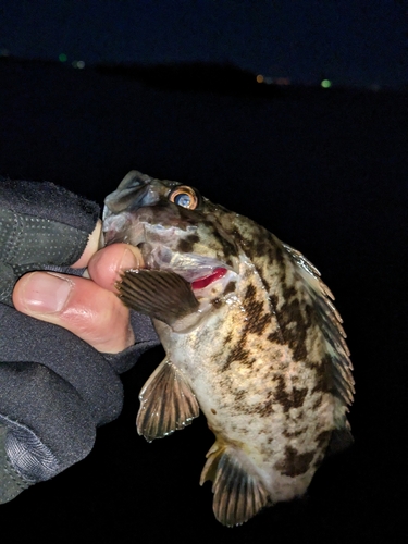 タケノコメバルの釣果