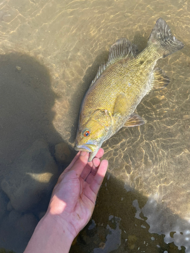 スモールマウスバスの釣果