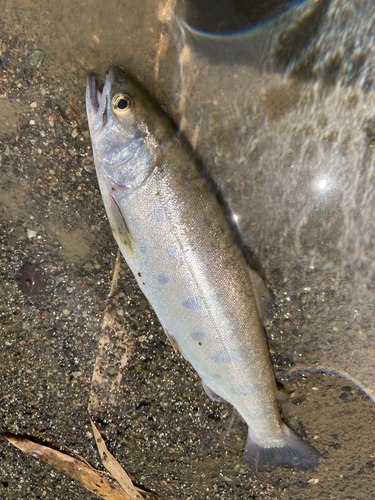 ヤマメの釣果