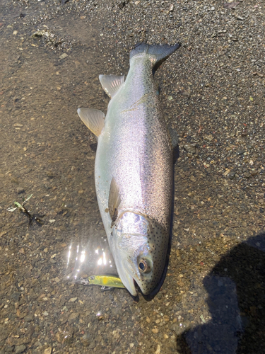 ニジマスの釣果