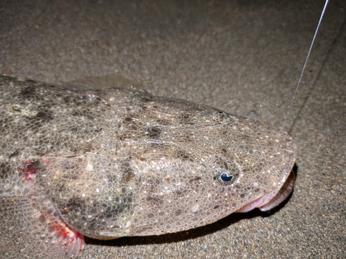 マゴチの釣果