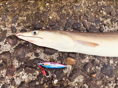 ハモの釣果