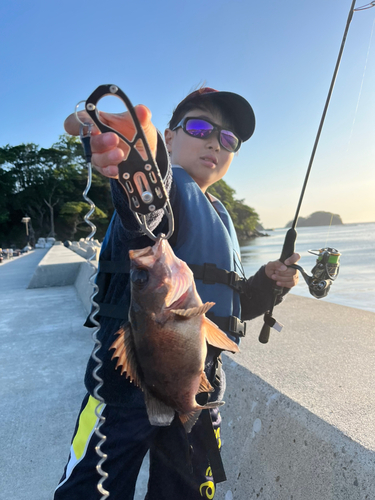 クロメバルの釣果