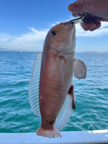 シロアマダイの釣果