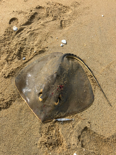 アカエイの釣果