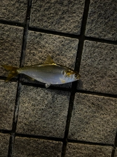 コノシロの釣果