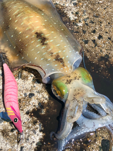 アオリイカの釣果