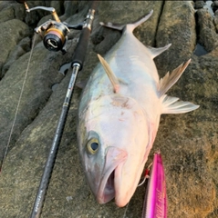 カンパチの釣果