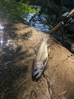 イワナの釣果