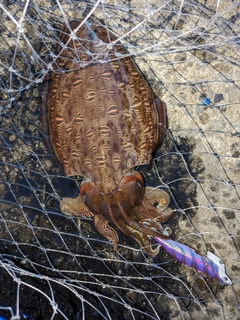 モンゴウイカの釣果