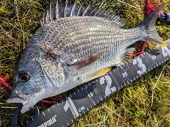 キビレの釣果