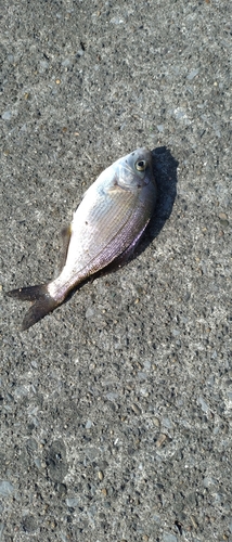 ウミタナゴの釣果