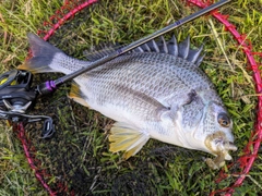 キビレの釣果