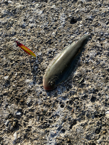 シタビラメの釣果