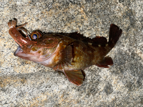 カサゴの釣果