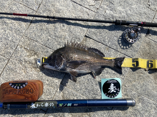 クロダイの釣果