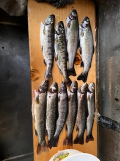 イワナの釣果