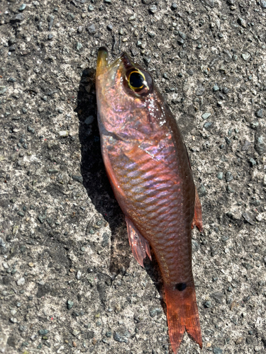 湯河原海浜公園