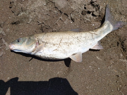 ウグイの釣果