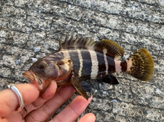 アオハタの釣果