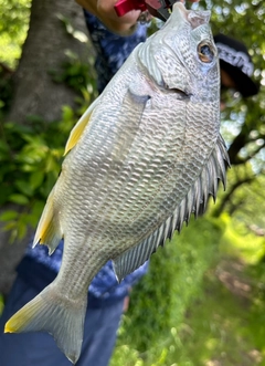 キビレの釣果