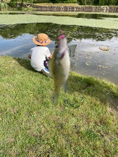 ブルーギルの釣果