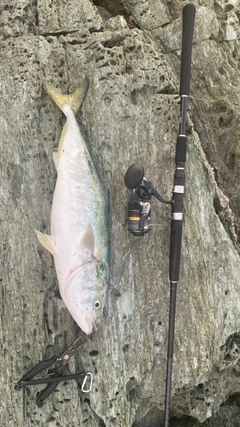 ハマチの釣果