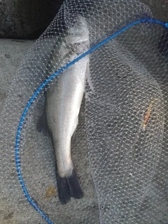 スズキの釣果