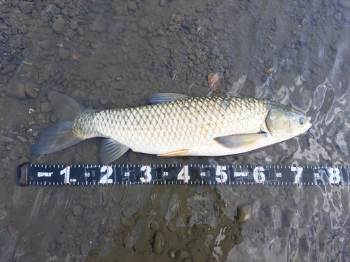 ソウギョの釣果