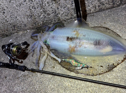 アオリイカの釣果