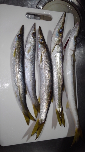 カマスの釣果