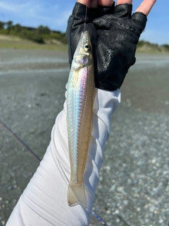 キスの釣果